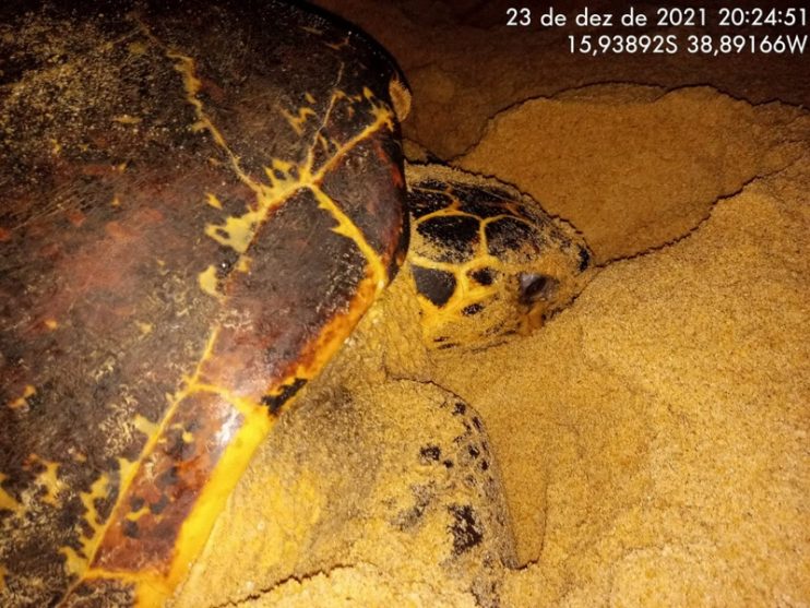 Veracel divulga os resultados do monitoramento da temporada reprodutiva de tartarugas marinhas 4