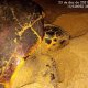 Veracel divulga os resultados do monitoramento da temporada reprodutiva de tartarugas marinhas 53