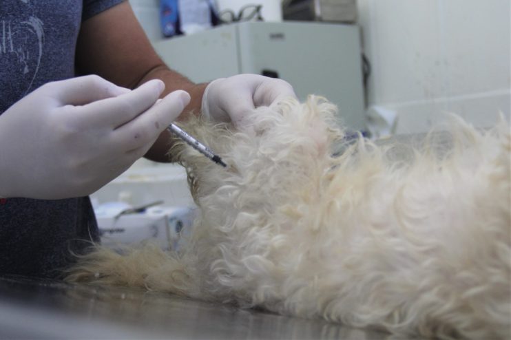 CCZ realiza terceira etapa do agendamento de castrações de animais nesta segunda-feira 4