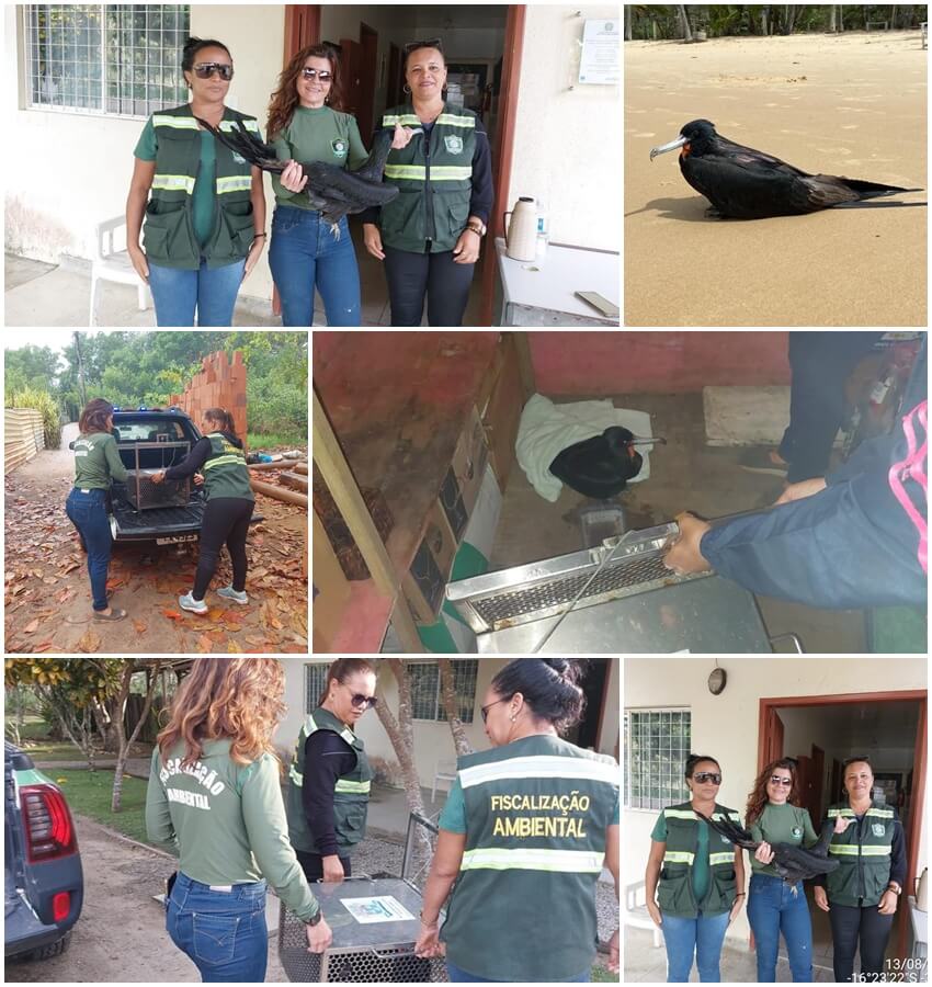 AVE FRAGATA É RESGATADA EM PRAIA DE TRANCOSO 56