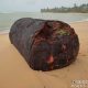 Fiscalização Ambiental descarta relação de tonel encontrado em praia com manchas de óleo de 2019 39