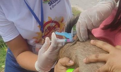 Vacinação antirrábica supera metas em Porto Seguro 119,8% 99