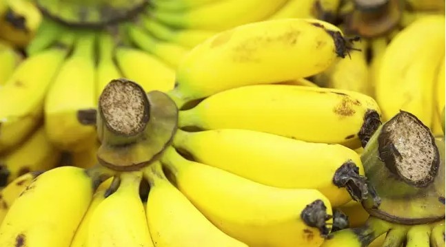 Conheça 7 frutas que são ricas em proteína Conheça 7 frutas que são ricas em proteína 4