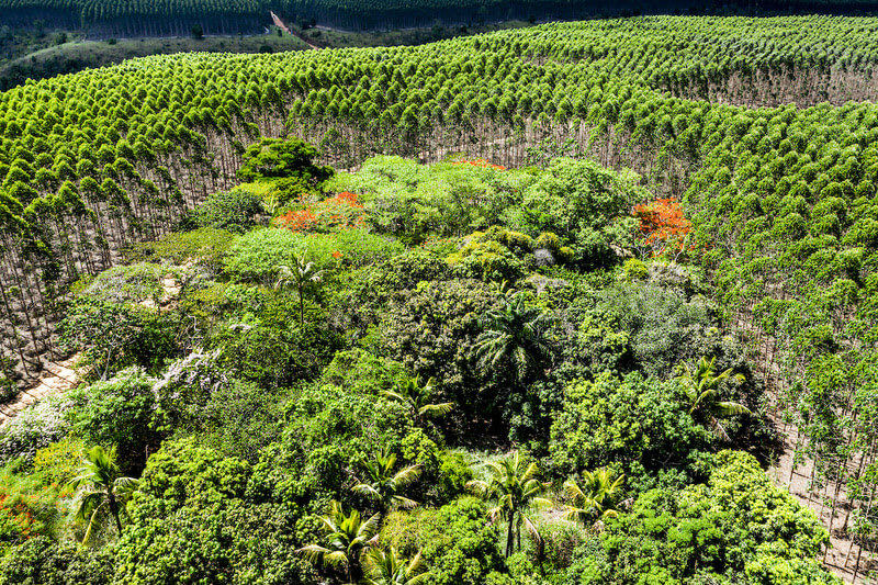 Restauração florestal, plantios de eucalipto e conservação da biodiversidade ganham destaque no Sul da Bahia 23
