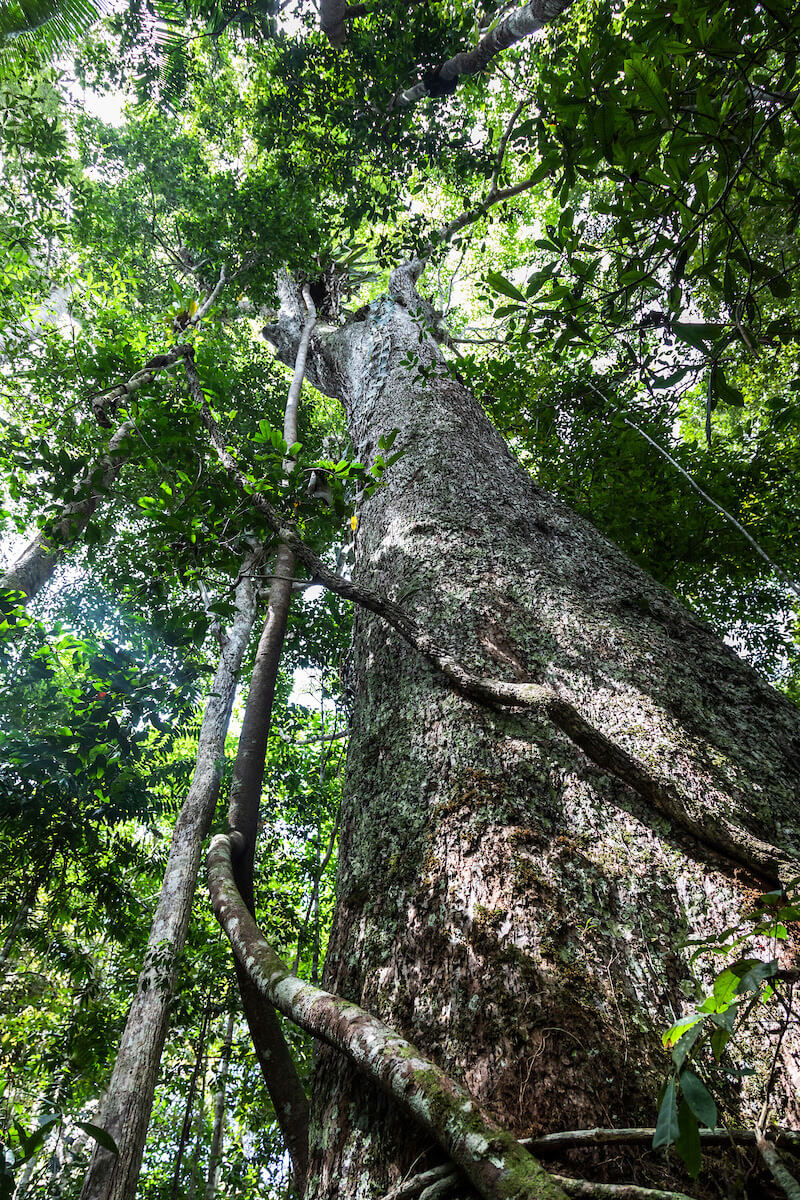 Restauração florestal, plantios de eucalipto e conservação da biodiversidade ganham destaque no Sul da Bahia 24