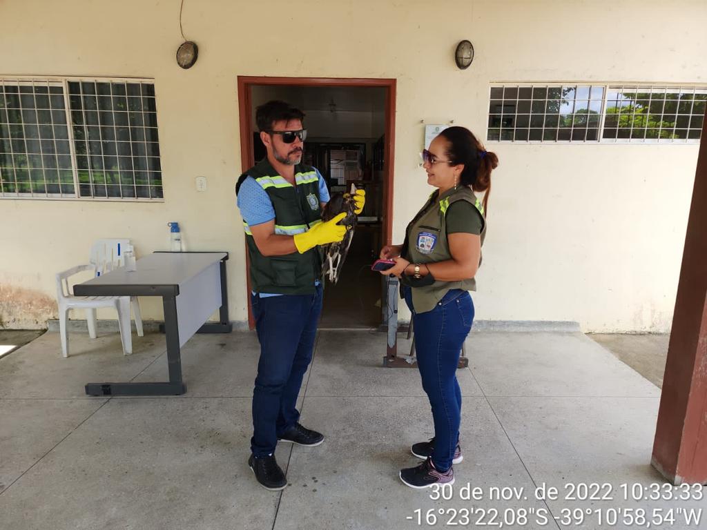 Aves em risco e animais soltos em ruas são resgatados 5