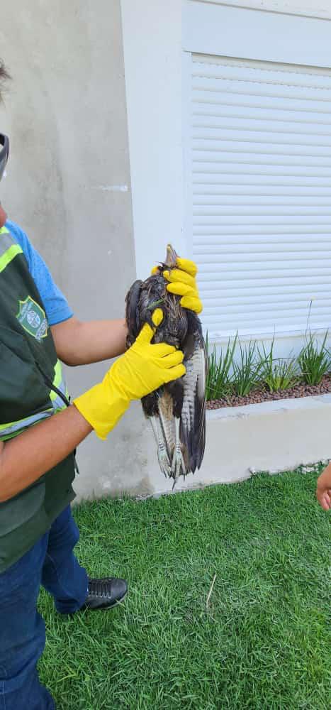 Aves em risco e animais soltos em ruas são resgatados 7