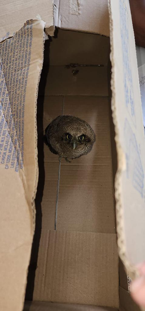 Aves em risco e animais soltos em ruas são resgatados 8