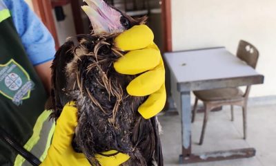 Aves em risco e animais soltos em ruas são resgatados 95