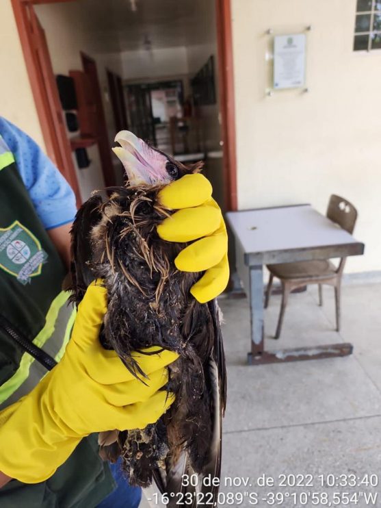 Aves em risco e animais soltos em ruas são resgatados 9