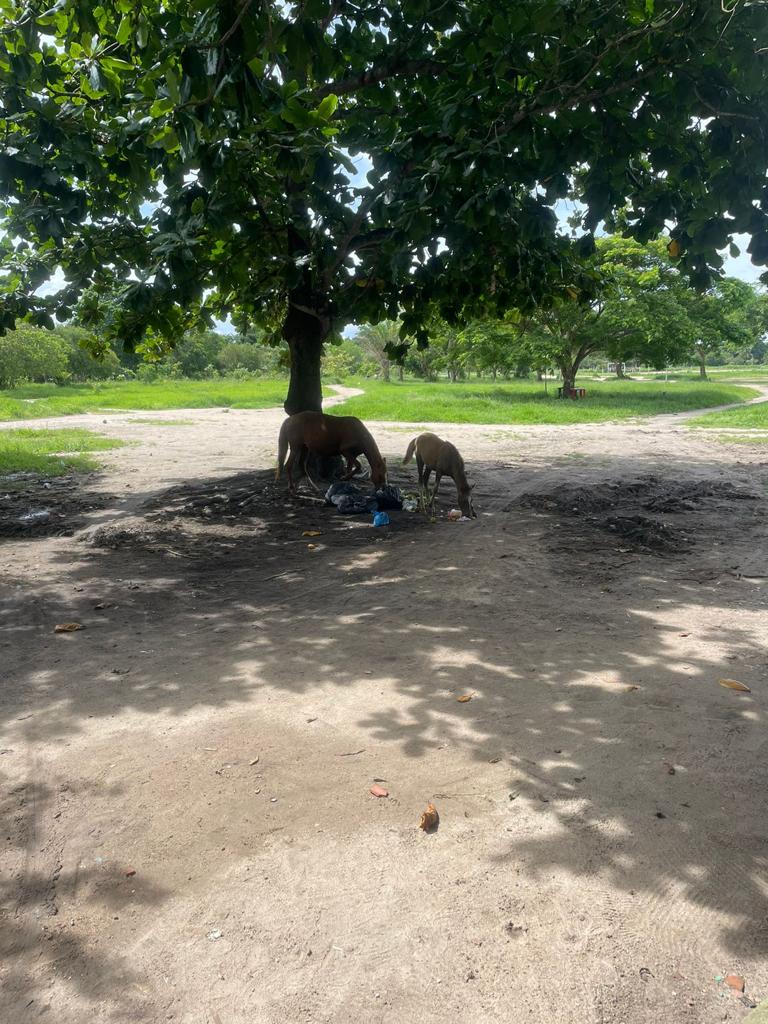 Aves em risco e animais soltos em ruas são resgatados 10