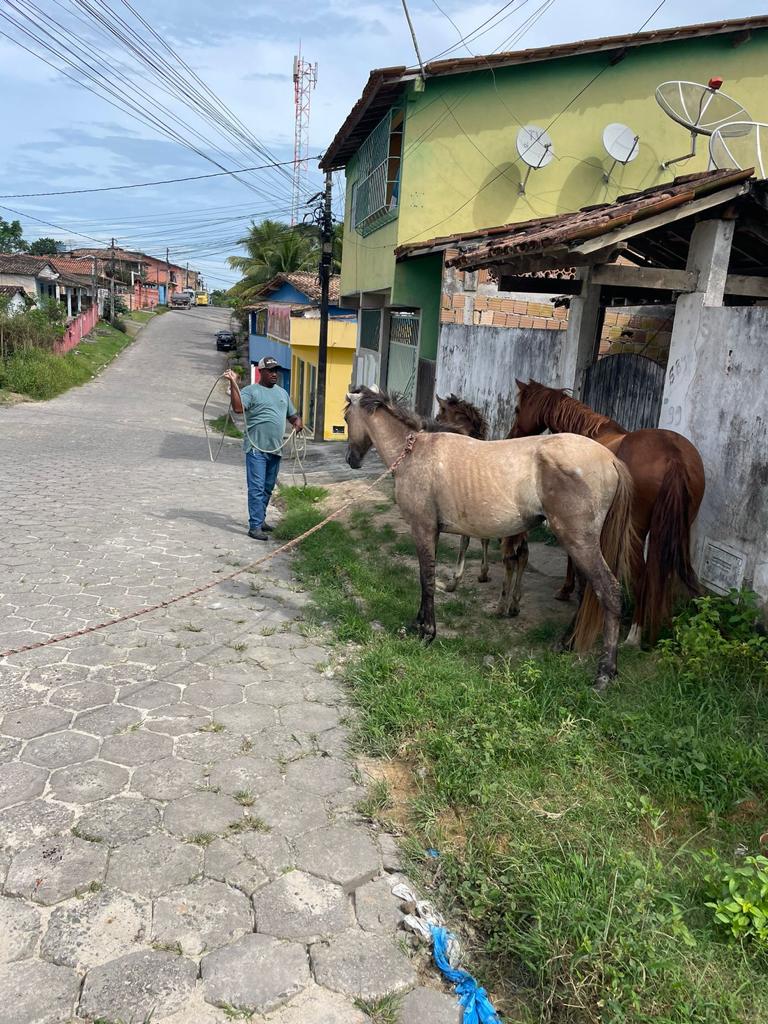 Aves em risco e animais soltos em ruas são resgatados 9