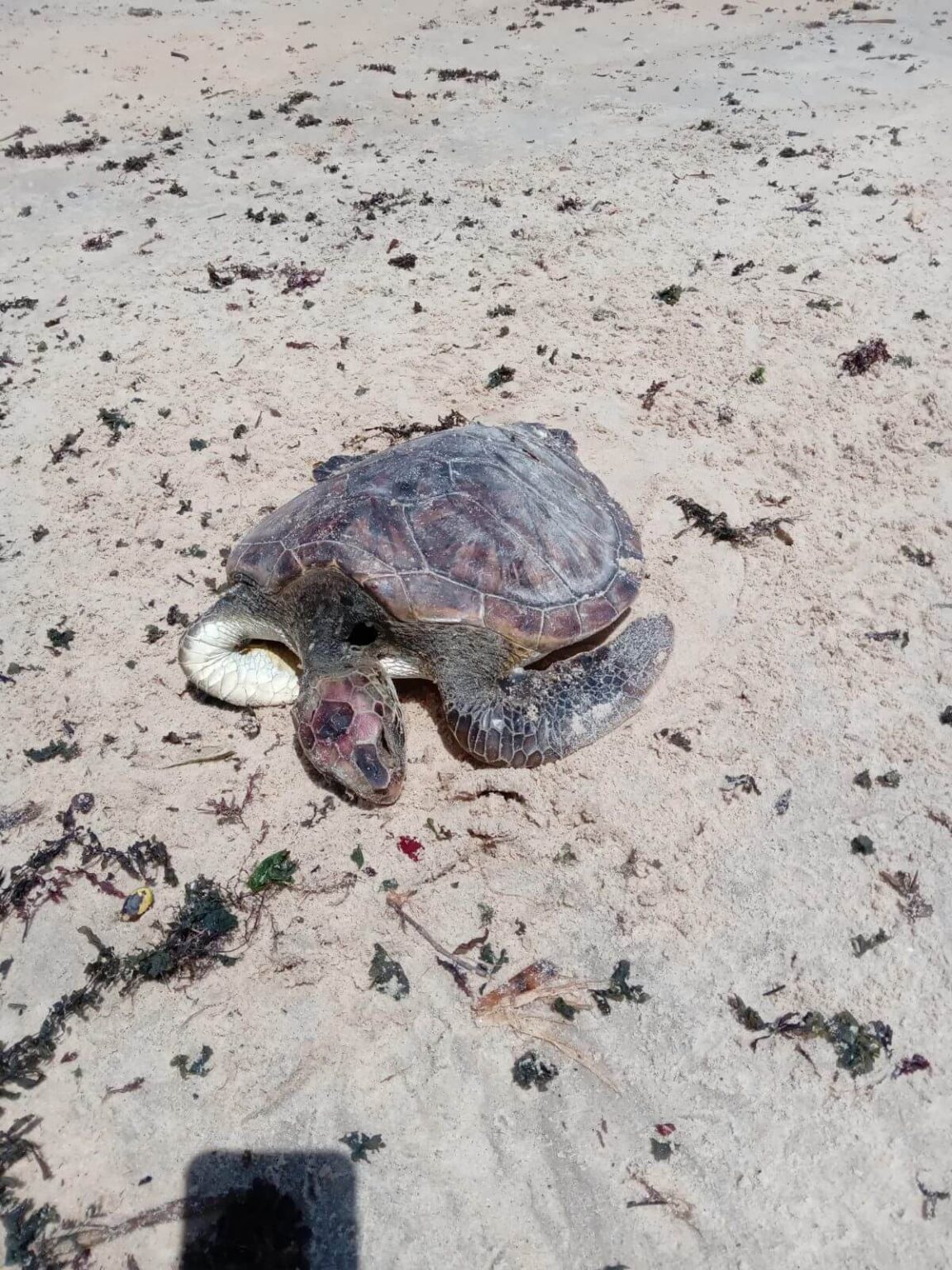 Tartaruga morta é recolhida em praia da Orla Norte de Porto Seguro Tartaruga morta é recolhida em praia da Orla Norte de Porto Seguro 9