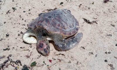 Tartaruga morta é recolhida em praia da Orla Norte de Porto Seguro 38