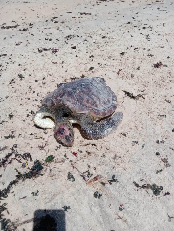 Tartaruga morta é recolhida em praia da Orla Norte de Porto Seguro 10