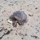 Tartaruga morta é recolhida em praia da Orla Norte de Porto Seguro 31