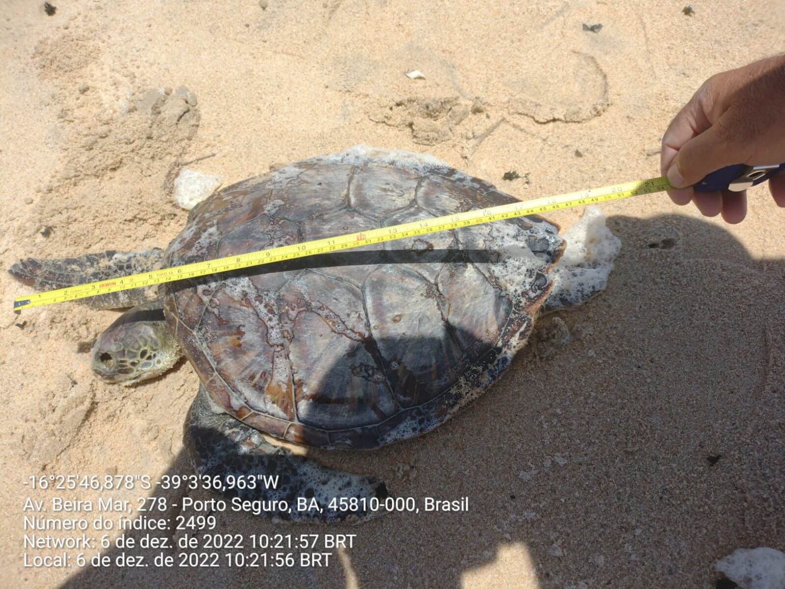 Tartaruga morta é recolhida em praia da Orla Norte de Porto Seguro 60