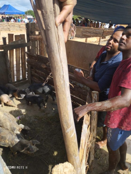 Pela primeira vez na Bahia é realizado o 1º Festival do Pega Leitão 39