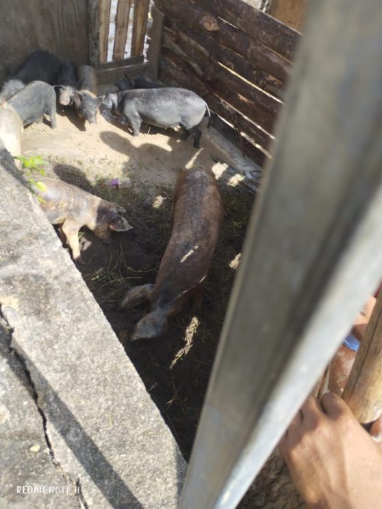 Pela primeira vez na Bahia é realizado o 1º Festival do Pega Leitão 41