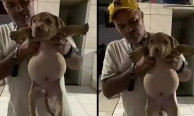Cachorro cai em saco de ração e viraliza na internet pelo tamanho da barriga 31