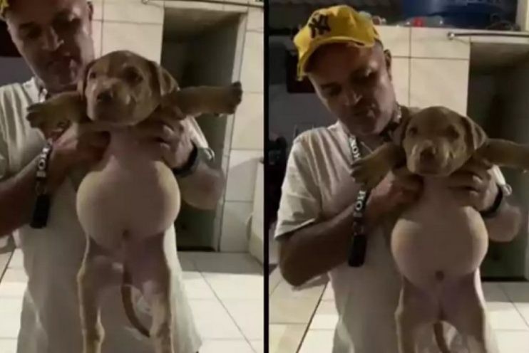 Cachorro cai em saco de ração e viraliza na internet pelo tamanho da barriga 11
