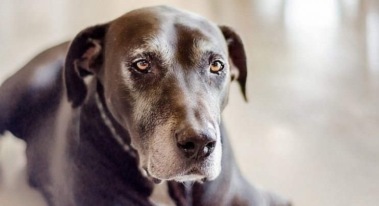 Saiba como identificar se o seu cão ou seu gato é um 'idoso' 4