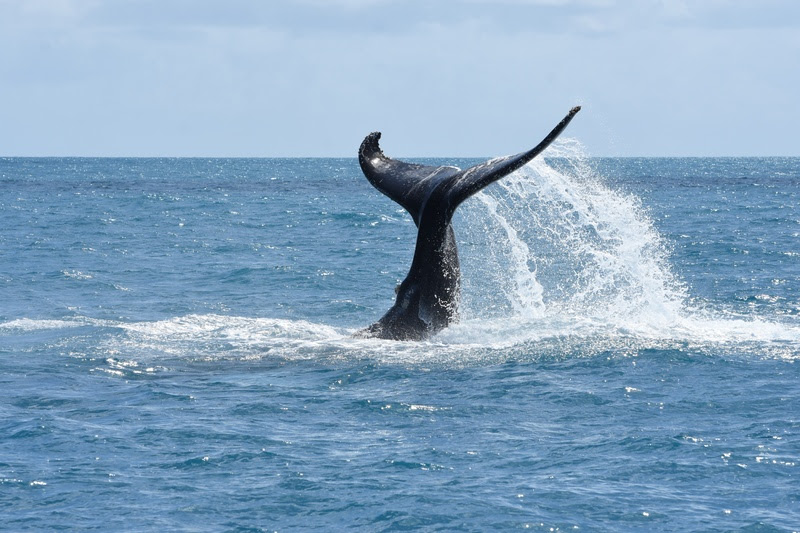 Aumento histórico de baleias jubartes é registrado no litoral brasileiro 6