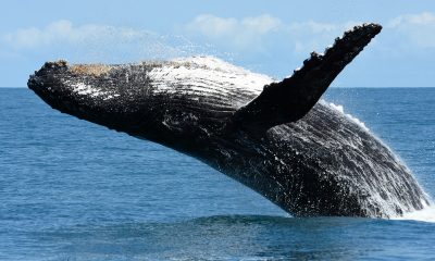 Aumento histórico de baleias jubartes é registrado no litoral brasileiro 26