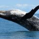 Aumento histórico de baleias jubartes é registrado no litoral brasileiro 30