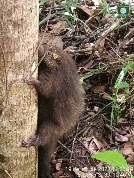 LUIZ CAIXEIRO: mais um animal silvestre resgatado 8