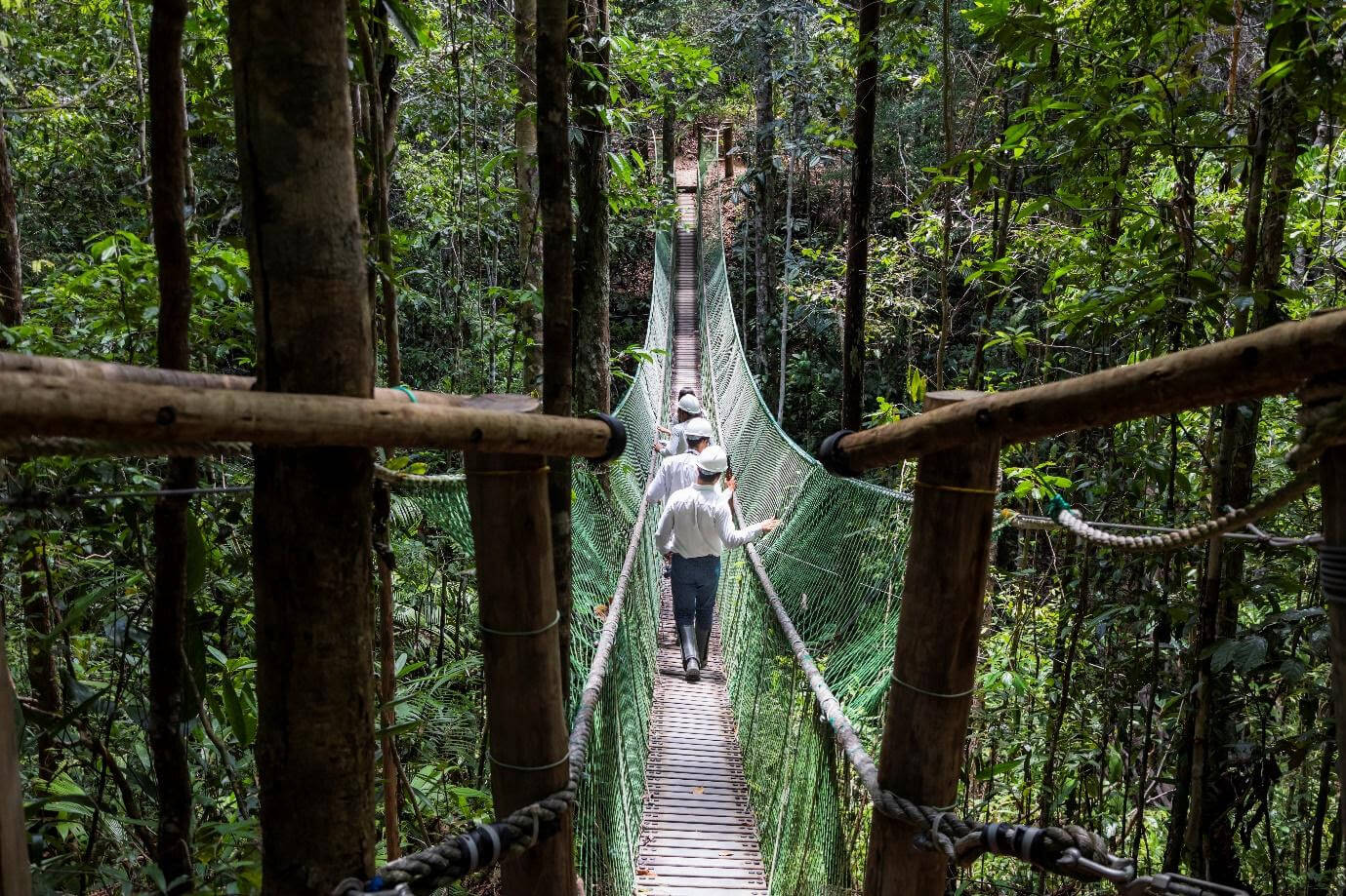 Fato inédito no mundo: beija-flor com plumagem rara é registrado em reserva de proteção no Sul da Bahia 6