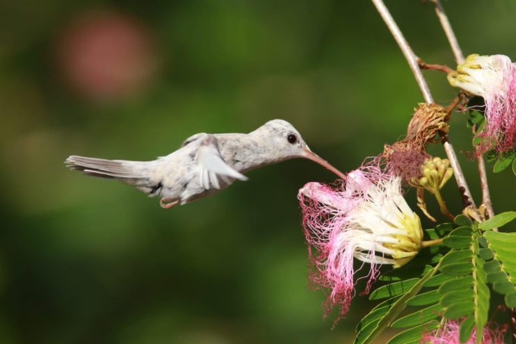 Fato inédito no mundo: beija-flor com plumagem rara é registrado em reserva de proteção no Sul da Bahia 6