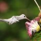Fato inédito no mundo: beija-flor com plumagem rara é registrado em reserva de proteção no Sul da Bahia 25