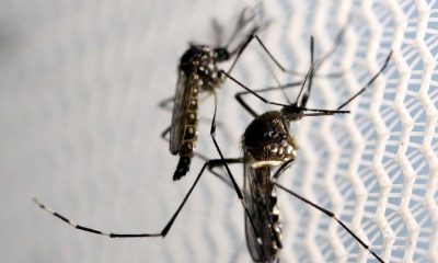 CTNBio aprova biossegurança de vacina contra a dengue 27