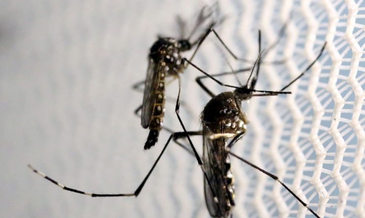 CTNBio aprova biossegurança de vacina contra a dengue 4
