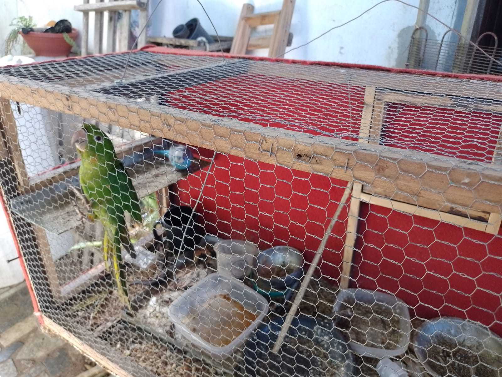 Ação entre Vigilância Sanitária, CCZ e CIPA resgatou animais que viviam em péssimas condições sanitárias 6