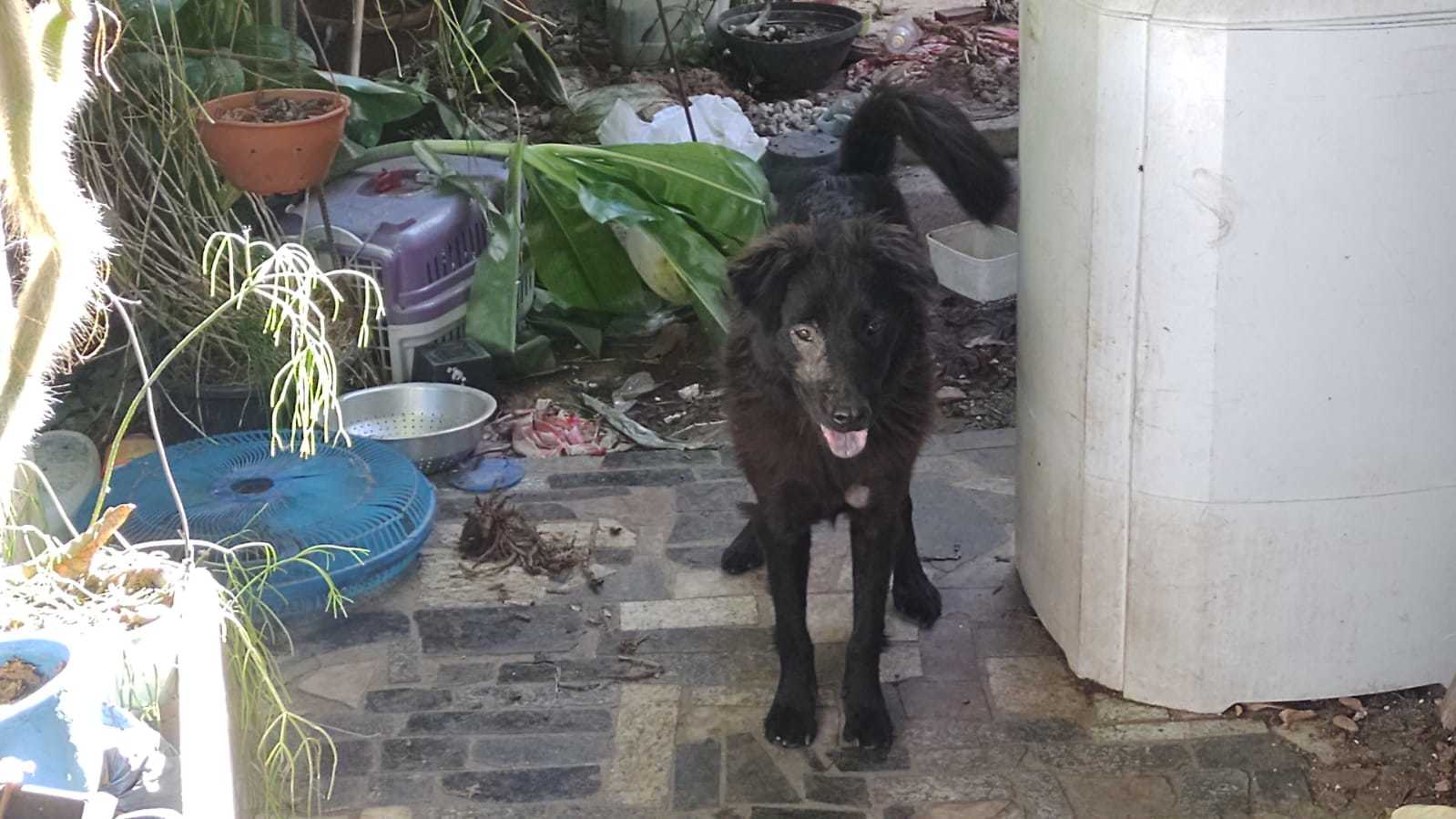 Ação entre Vigilância Sanitária, CCZ e CIPA resgatou animais que viviam em péssimas condições sanitárias 8