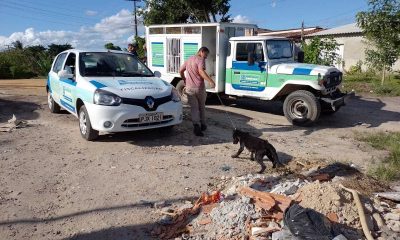 Ação entre Vigilância Sanitária, CCZ e CIPA resgatou animais que viviam em péssimas condições sanitárias 46