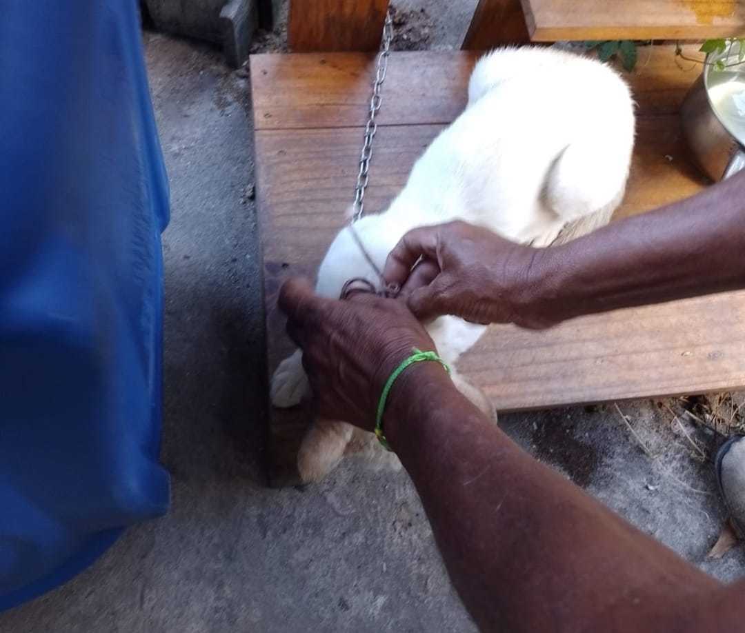 Ação entre Vigilância Sanitária, CCZ e CIPA resgatou animais que viviam em péssimas condições sanitárias 7