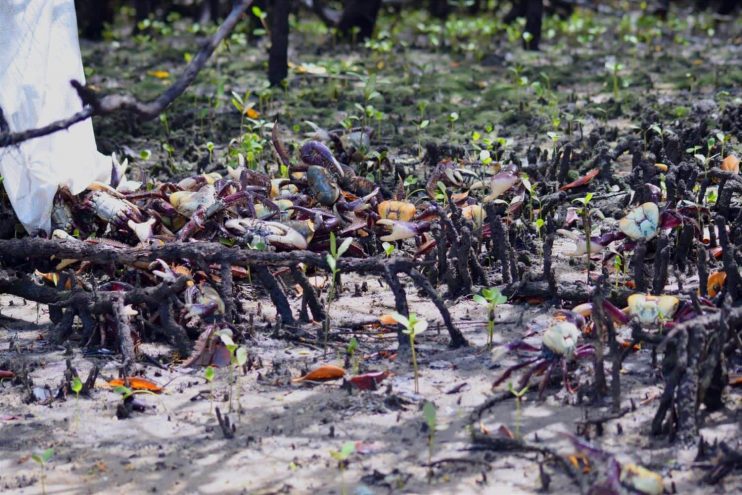 FISCALIZAÇÃO AMBIENTAL COÍBE CAPTURA E COMERCIALIZAÇÃO DE CARANGUEJO 5