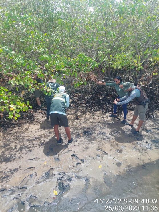 FISCALIZAÇÃO AMBIENTAL COÍBE CAPTURA E COMERCIALIZAÇÃO DE CARANGUEJO 10