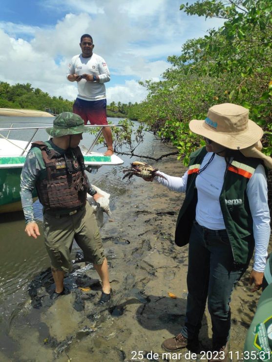 FISCALIZAÇÃO AMBIENTAL COÍBE CAPTURA E COMERCIALIZAÇÃO DE CARANGUEJO 11