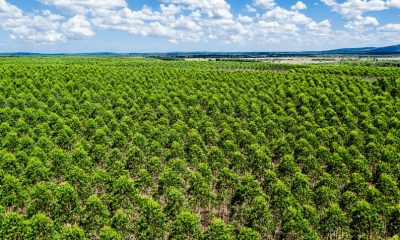 Veracel removeu mais de 1,6 milhão de toneladas de gases de efeito estufa da atmosfera com seus plantios de eucalipto e restauração florestal 33
