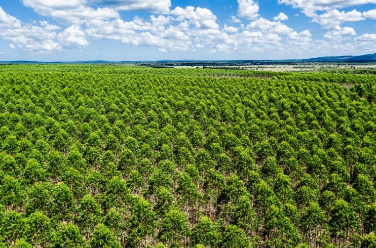 Veracel removeu mais de 1,6 milhão de toneladas de gases de efeito estufa da atmosfera com seus plantios de eucalipto e restauração florestal 12
