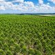 Veracel removeu mais de 1,6 milhão de toneladas de gases de efeito estufa da atmosfera com seus plantios de eucalipto e restauração florestal 34