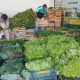 Porto Seguro adquire 93 toneladas de alimentos de pequenos agricultores 66