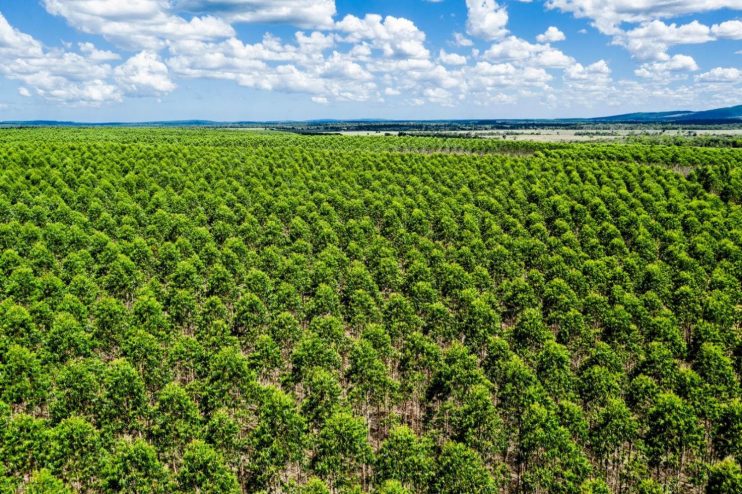 Tecnologia para preservar o solo: Veracel e produtores parceiros do Programa Aliança cuidam da terra em todas as fases do plantio 5