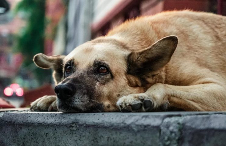 Cidade baiana autoriza abate de animais em situação de rua 4