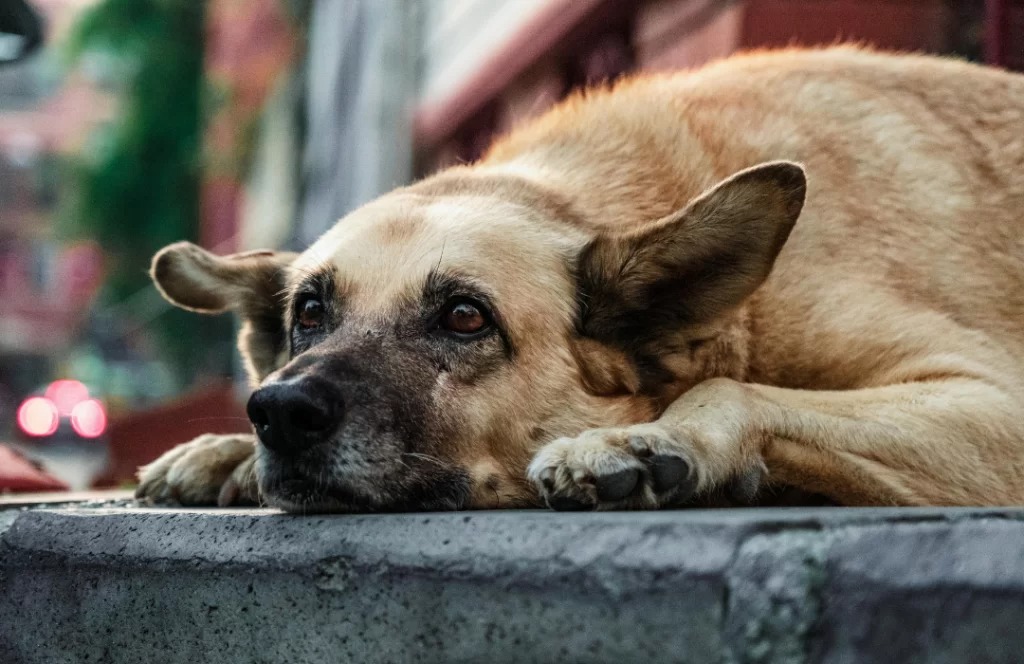 Cidade baiana autoriza abate de animais em situação de rua 10