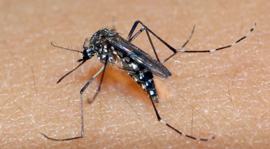 Cientistas explicam como prevenir picadas de mosquito 16
